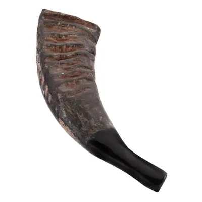 Terre Buffalo Horn ( Percussion )