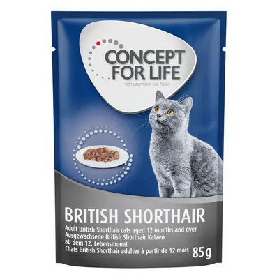 Concept for Life British Shorthair Adult - As an Add-on: 12 x 85g Ragout British Shorthair Adult