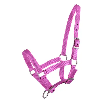 Halter for foal QHP