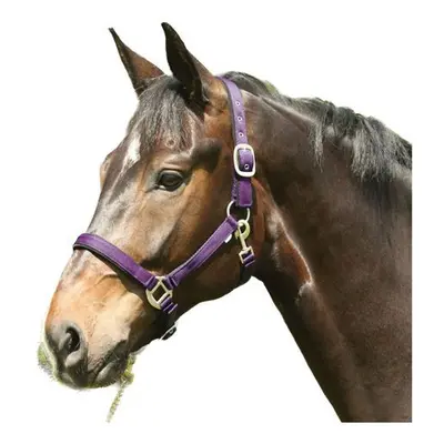 Halter for horse HorseGuard Lea