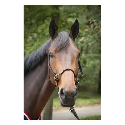 Leather halter for horse Pénélope Éthologique