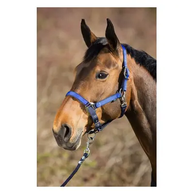 Halter for horse HFI