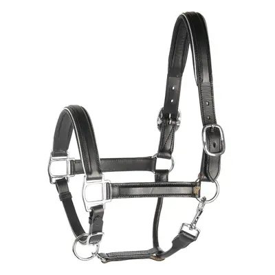 Leather horse halter with piping Harry's Horse