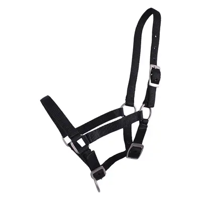 Halter for foal QHP