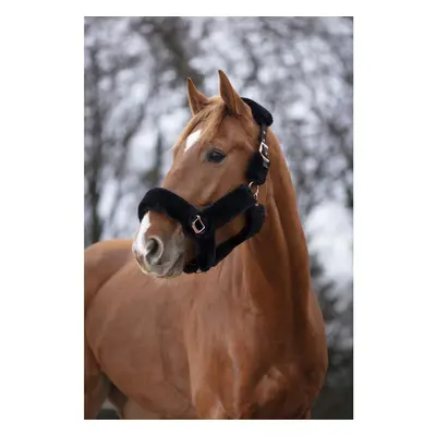 Halter for horse Equithème Teddy rose gold