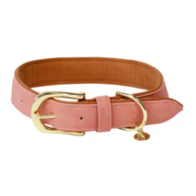 Vegan leather dog collar Kentucky