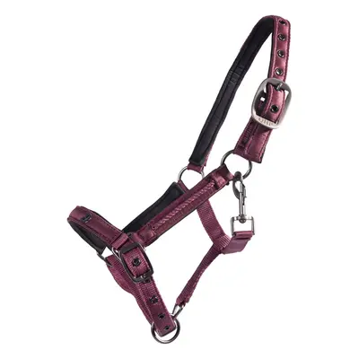 Halter for foal QHP Lily