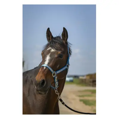 Soft nylon halter for horses Norton