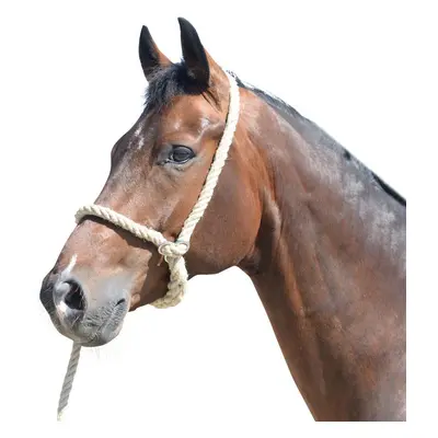 Horse halter EQuest