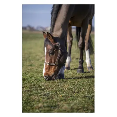 Halter for horse Norton Club Cuir