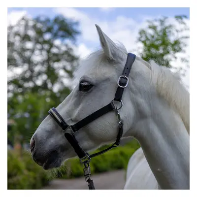 Halter for horse Canter Mylord