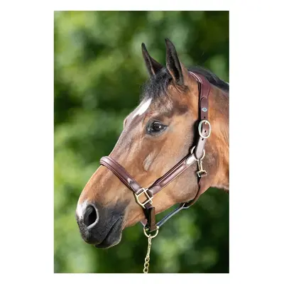 Leather halter for horse HFI Wave