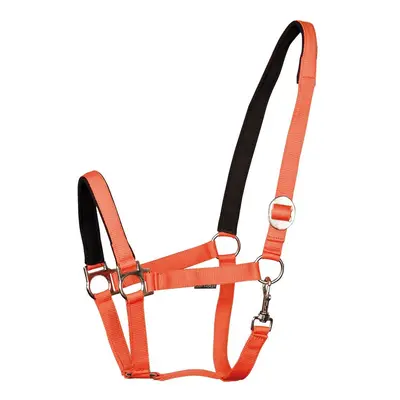 Padded horse halter Harry's Horse