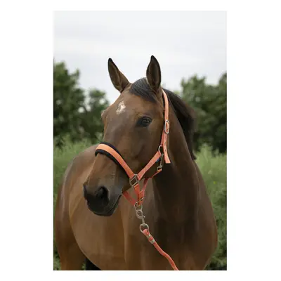 Halter and lead rope set for large horses Norton