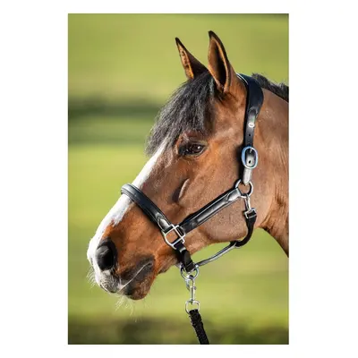 Leather halter for horse HFI Wave