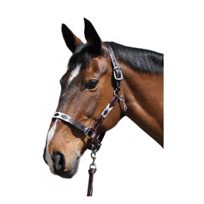 Halter for horse Flags&Cup Chukka