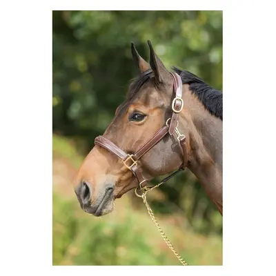 Leather halter for horse HFI Grooming