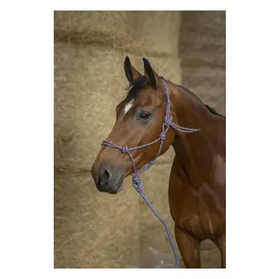 Halter for horse Norton Eco