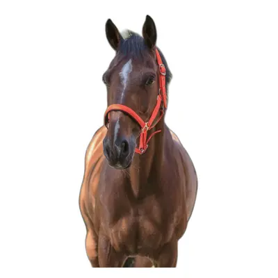 Halter for horse Norton Fluo