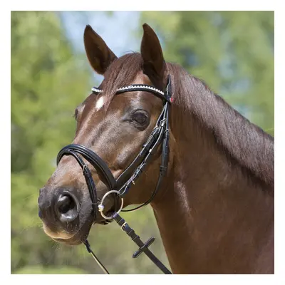 Riding Bridle + Noseband Kieffer Lea