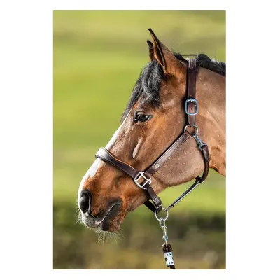 Leather halter for horse HFI Two-Tone