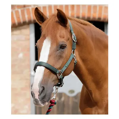 Halter for horse Premier Equine