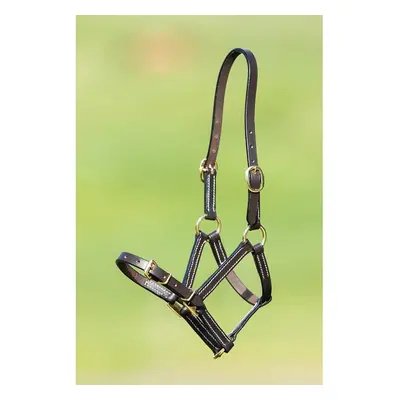 Fine leather halter for horse HFI