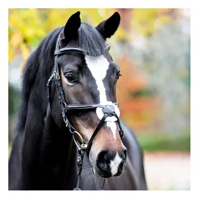 Riding bridles Kavalkade Proline-Diego