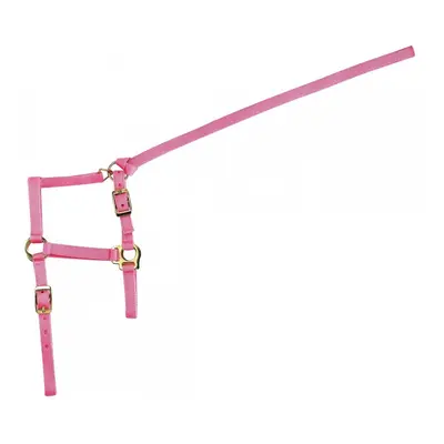 Halter for foal and lead rope Norton