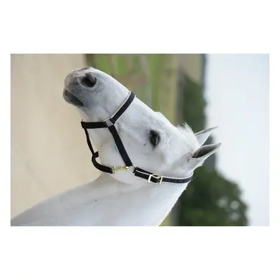 Halter for horse Bucas Dublin