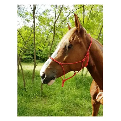 World Éthologique riding horse halter