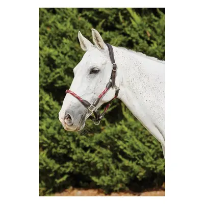 Leather halter for horses Kincade