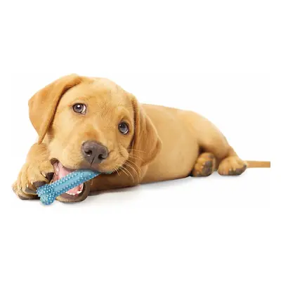 Dog toy Nylabone Puppy Teething Dental Chew - Blue Chicken XS