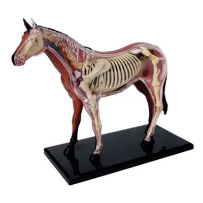 Animal Organ Anatomy Model 4D Horse Intelligence Assembling Toy Teaching Anatomy Model DIY Popul