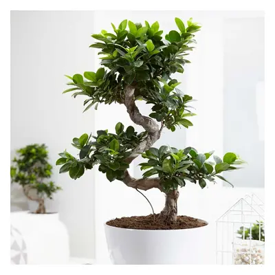 50 - 60cm Ficus Ginseng Bonsai Type 22cm Pot House Plant