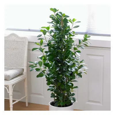 105 - 120cm Ficus Microcarpa Moclame Stem Rubber Plant 21cm Pot House Plant