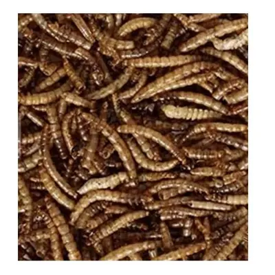 Maltbys' Stores Limited Dried Mealworms 10kg Premium Insectivorous Wild Bird Food