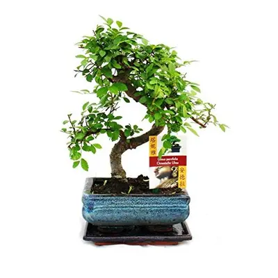 Bonsai Elm parvifolia Style yr - tree