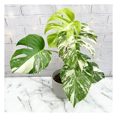 50 - 60cm Monstera Variegata Albo Variegata Variegated Cheese Plant 17cm Pot House Plant