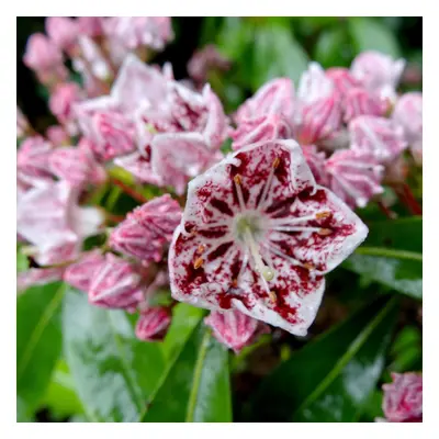 (Kalmia Ginkona) Fully Established Hardy/Evergreen Outdoor Flowering Potted Shrubs & Bushes