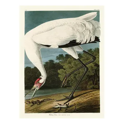 John James Audubon (Hooping Crane) x x 4cm Canvas Print