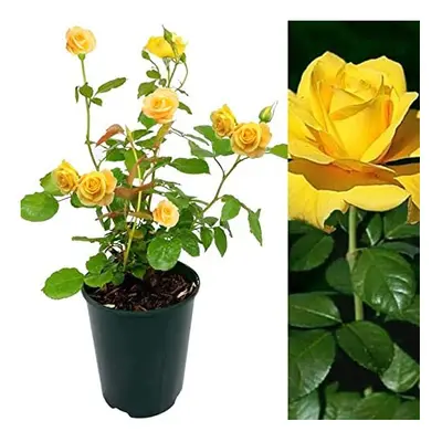 Rose Bush Sun Spinkles - Floribunda Yellow Rose Bush for The Garden in a 3Litre Pot (1)