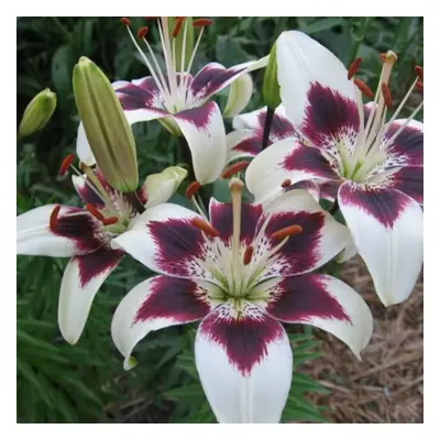 (1) CAPPUCINO (TANGO) ASIATIC LILY