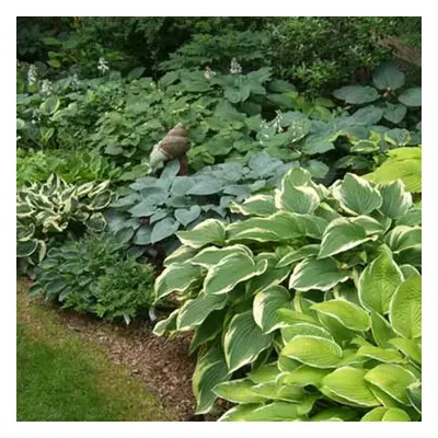 (8) HOSTA MIXED PLANTAIN LILY