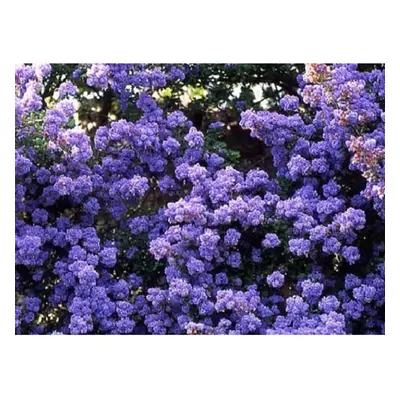 1X 4-5FT LARGE CEANOTHUS DENTATUS SHRUB - FLOWERING EVERGREEN PLANT - 5L