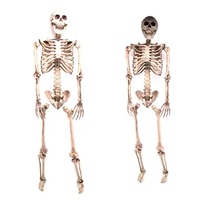 Poseable Life-Size Halloween Party Skeleton - 160cm