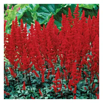 (3) ASTILBE FANAL