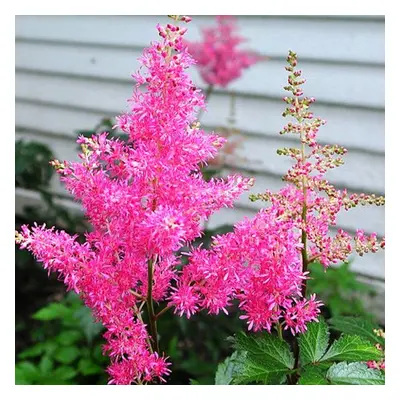 (1) ASTILBE PINK BEAUTY