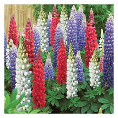 Ready Potted Litre Pot LUPINUS RUSSELL HYBRIDS