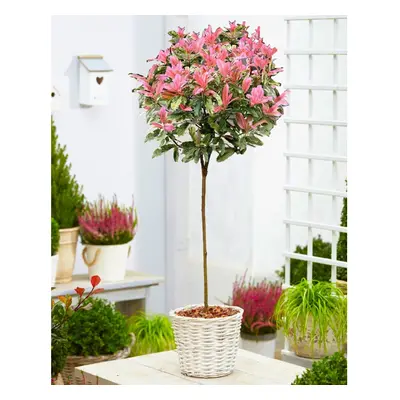 Hardy Evergreen Photinia serratifolia PINK CRISPY 90-120cm 3-4ft